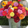 ZINNIA ELEGANS GULLIVER FORMULA MIX 8 SZTUK